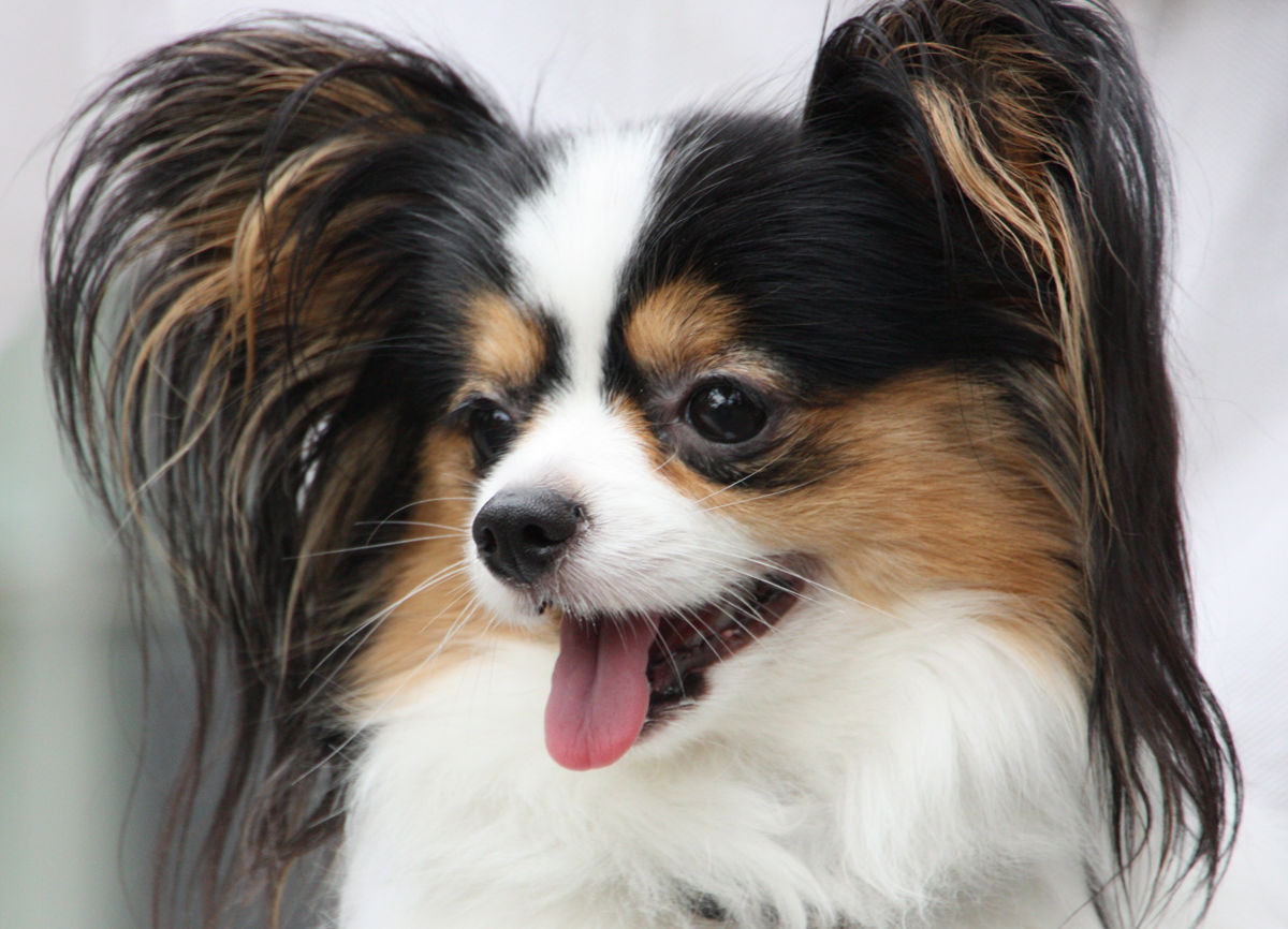 Papillon